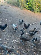 Couple d’oies bernache de 1 an, Animaux & Accessoires, Enlèvement