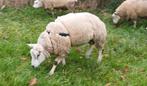 Texel dekram te koop, Dieren en Toebehoren, Mannelijk, Schaap, 0 tot 2 jaar