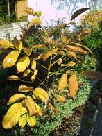 Jeunes noyers. H : 90 cm et 110 cm., Jardin & Terrasse, Plantes | Arbres, Enlèvement, Automne
