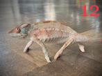 Jonge vrouwelijke kameleons furcifer pardalis ambilobe, Dieren en Toebehoren, Reptielen en Amfibieën, Hagedis, 0 tot 2 jaar