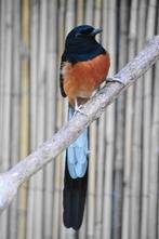 Gezocht: schamalijster onverwant koppel, Dieren en Toebehoren, Meerdere dieren, Tropenvogel