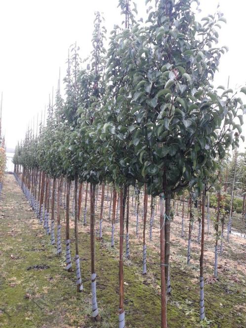 Pyrus calleryana 'Chanticleer'/Sierpeer, Tuin en Terras, Planten | Bomen, Ophalen