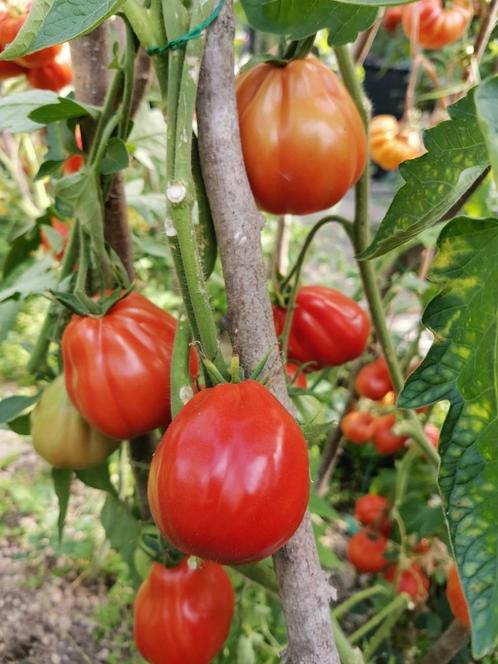 5 zaden tomaat Canestrino di Lucca, Tuin en Terras, Bloembollen en Zaden, Zaad, Voorjaar, Verzenden