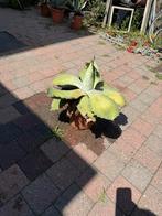 Agave seemannianan, Ophalen