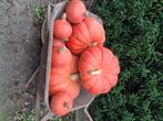 Pompoenen, Ophalen