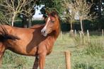 3-jarige arabier en 3-jarige Zangersheide ruin, Dieren en Toebehoren, Ruin, Onbeleerd
