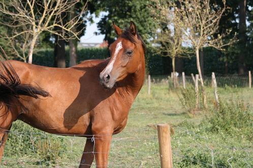 3-jarige arabier en 3-jarige Zangersheide ruin, Dieren en Toebehoren, Paarden, Ruin, Onbeleerd
