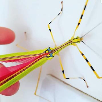 Phasmes annulipes beschikbaar voor biedingen