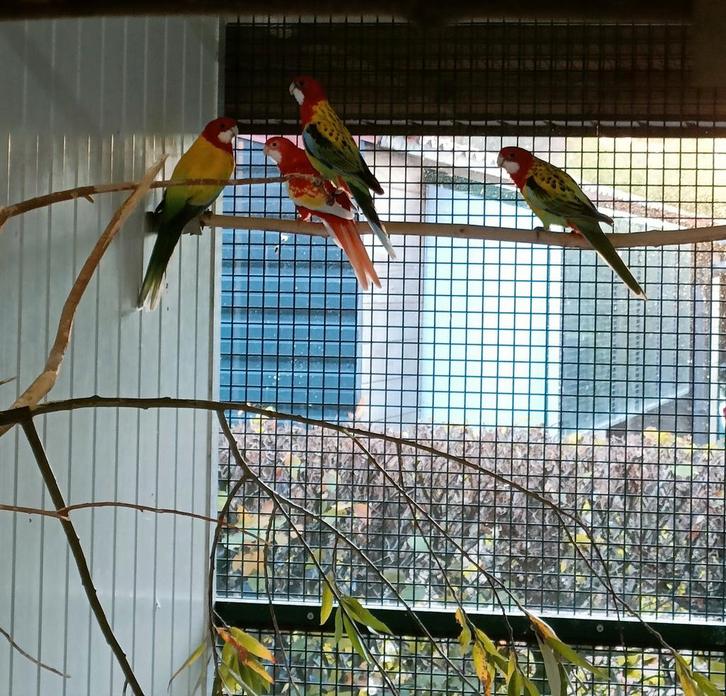 Rossela mutaties, Dieren en Toebehoren, Vogels | Parkieten en Papegaaien, Parkiet, Meerdere dieren, Geringd