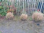 Hoge grassen, Tuin en Terras, Ophalen