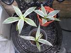 Agave americana Variegata, Vaste plant, Ophalen of Verzenden, Overige soorten, Bloeit niet