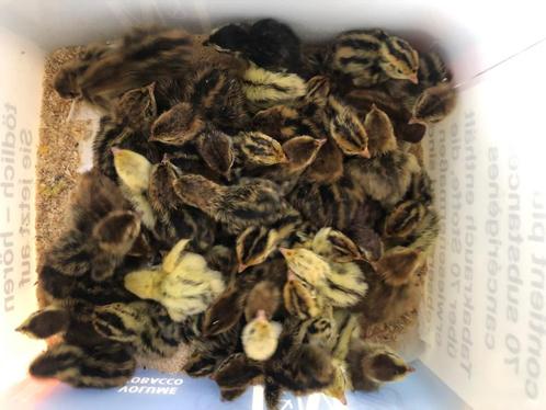 Kwartel kuikens, Dieren en Toebehoren, Pluimvee, Overige soorten, Meerdere dieren