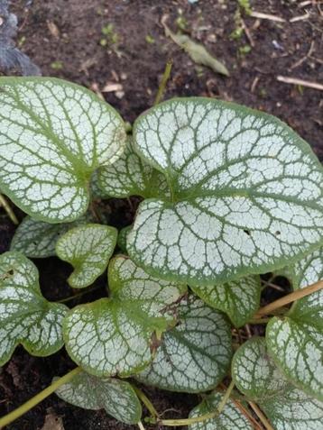 Brunnera met bont gestreept blad  beschikbaar voor biedingen