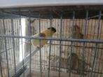 Canaris  gloster, Dieren en Toebehoren, Mannelijk, Postuurkanarie