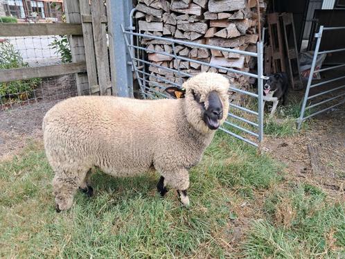 Hampshire Down ramlam, prachtige dek ram, Dieren en Toebehoren, Schapen, Geiten en Varkens