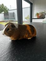 Cavia, Dieren en Toebehoren, Knaagdieren, Juli, Mannelijk, Cavia