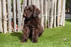 Medium Labradoodle pups met stamboom, Dieren en Toebehoren, Honden | Retrievers, Spaniëls en Waterhonden, België, Overige rassen