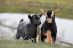 Knuffel geitjes, Animaux & Accessoires, Moutons, Chèvres & Cochons, Femelle, Chèvre, 0 à 2 ans