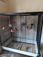 Valkparkiet met kooi en toebehoren, Dieren en Toebehoren, Vogels | Hokken en Kooien, Ophalen, Zo goed als nieuw