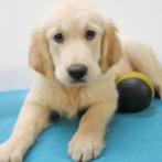 Golden Retriever pups te koop (belgisch), Dieren en Toebehoren, Honden | Retrievers, Spaniëls en Waterhonden, CDV (hondenziekte)