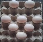 8 verse broedeieren van muskuseenden, Dieren en Toebehoren, Pluimvee