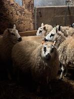 Kerry hill ooien, Dieren en Toebehoren, Vrouwelijk, Schaap, 0 tot 2 jaar