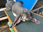 2 Engelse hangoor voedsters, Vrouwelijk, Groot, Hangoor, 0 tot 2 jaar