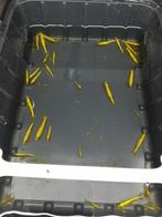 Gele sakura/golden back garnalen met rugstreep! (high grade), Kreeft, Krab of Garnaal, Zoetwatervis, Schoolvis