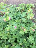 Geraniums maccrohizum vaste plant, Ophalen of Verzenden, Vaste plant