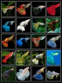 Ik ben een gratis vissen opvang, Dieren en Toebehoren, Vissen | Aquariumvissen, Zoetwatervis, Overige typen