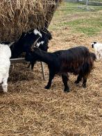 langarige dwerggeit, Animaux & Accessoires, Chèvre