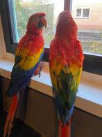 geelvleugel ara's, Dieren en Toebehoren, Meerdere dieren, Papegaai, Geringd