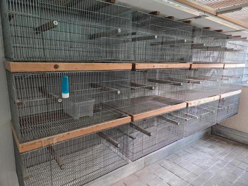 12 kweekkooien in gegalv fronten., Dieren en Toebehoren, Vogels | Parkieten en Papegaaien