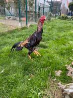 Hint shamo, Dieren en Toebehoren, Pluimvee, Mannelijk, Kip