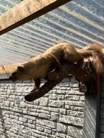 Taxidermie Amerikaanse marter, Ophalen of Verzenden