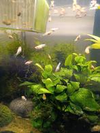 Witte guppy's, Dieren en Toebehoren, Vissen | Aquariumvissen