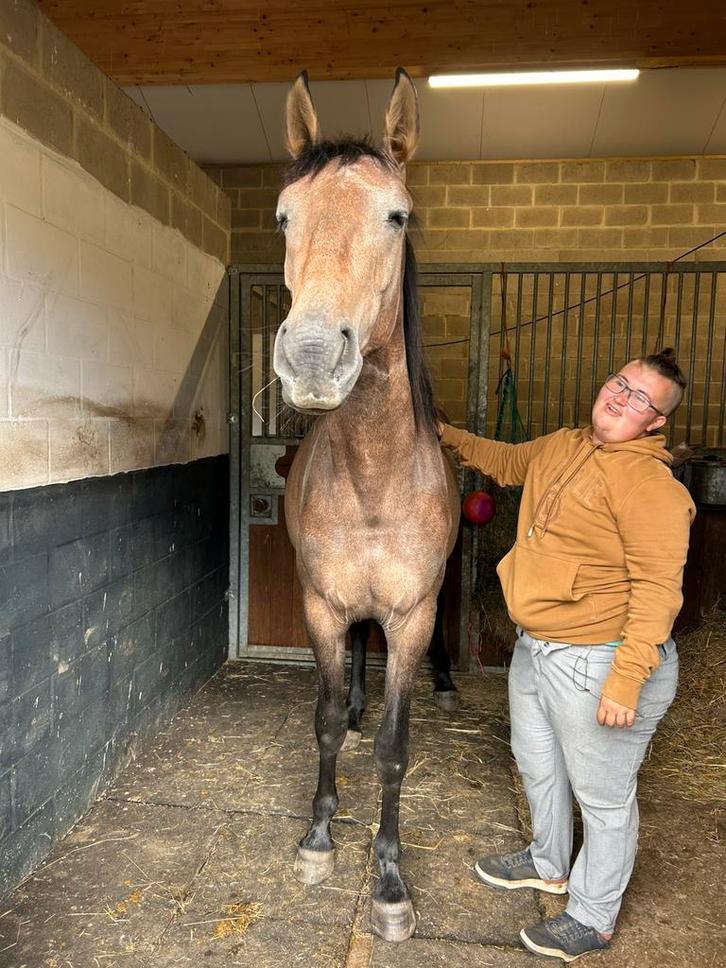 Pouliche de deux ans, Animaux & Accessoires, Chevaux & Poneys | Autres trucs de cheval, Neuf, Obstacle, Enlèvement ou Envoi