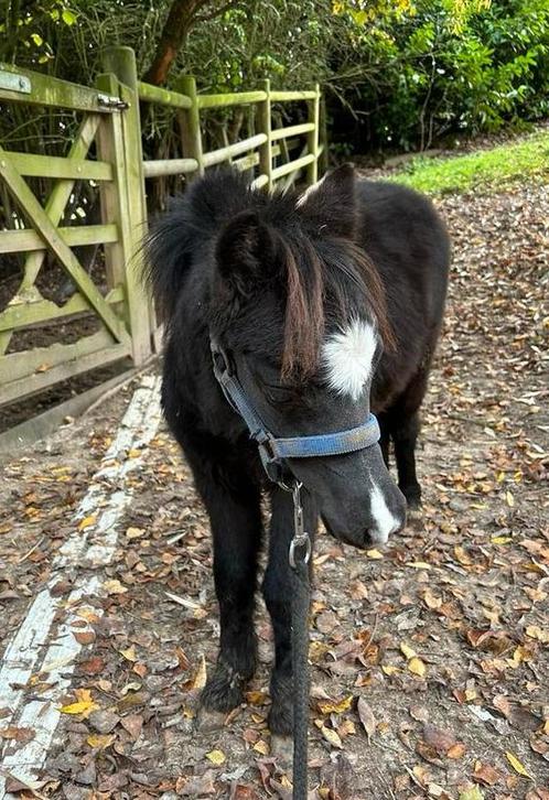 Klein AMHA AMHR NMPRS minipaard hengstje, Animaux & Accessoires, Poneys