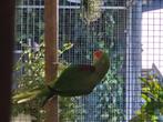 Vogels, Dieren en Toebehoren, Vogels | Parkieten en Papegaaien, Parkiet, Geringd