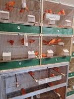 Rode kanaries, Dieren en Toebehoren, Kleurkanarie