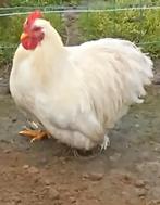 Haantjes en Hennen, Dieren en Toebehoren, Pluimvee