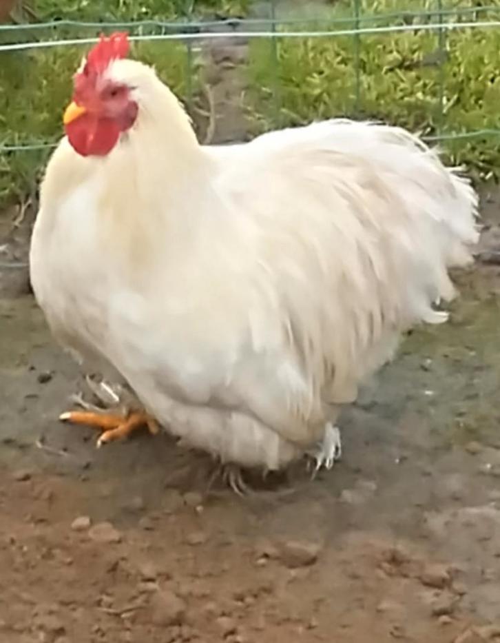 haantjes, Dieren en Toebehoren, Pluimvee