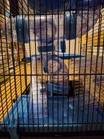 Hamsterkooi, Dieren en Toebehoren, Januari