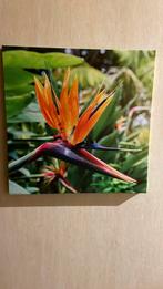 Canvas bloem 38x38, Antiek en Kunst, Ophalen
