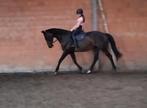 Braaf recreatiepaard, Dieren en Toebehoren, Paarden, Merrie, Met stamboom, Z, 11 jaar of ouder