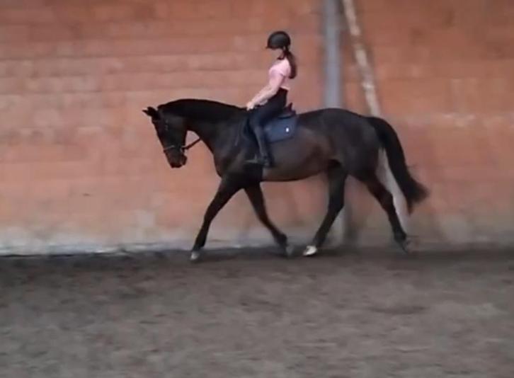 Braaf recreatiepaard, Dieren en Toebehoren, Paarden, Merrie, Z, 165 tot 170 cm, 11 jaar of ouder, Recreatiepaard, Met stamboom