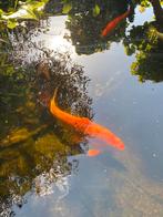 Koivissen / Ide, 50cm, Dieren en Toebehoren, Vissen | Vijvervissen, Karper of Koi