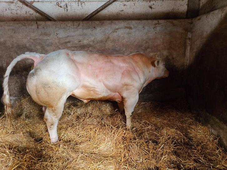Dekstier (Vreemde origine), Dieren en Toebehoren, Runderen, Mannelijk, 0 tot 2 jaar