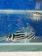 Hypancistrus zebra L46, Dieren en Toebehoren, Ophalen, Nieuw