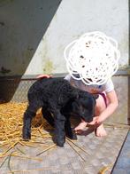 Schapenlam, Dieren en Toebehoren